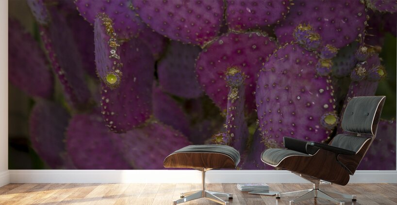 Casa Grande Ruins National Monument AZ 115 Wall Murals