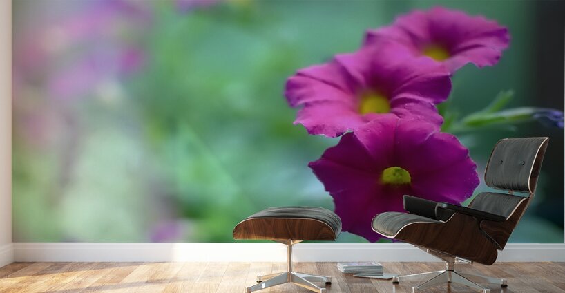 DSC 7644 1 Wall Murals