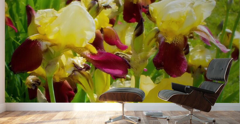 DSC 6499 1 2 Wall Murals