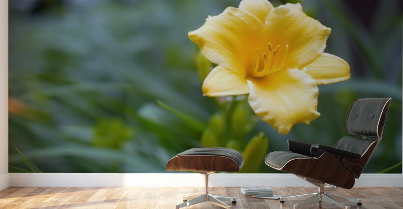 DSC 7633 1 Wall Murals