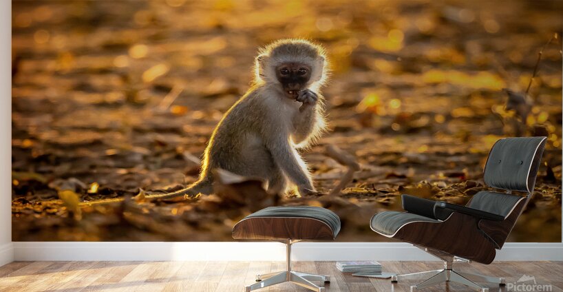 Baby Vervet monkey Wall Murals