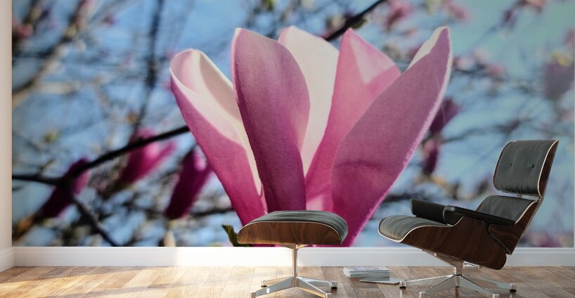 A Magnolias First Embrace of Light Wall Murals