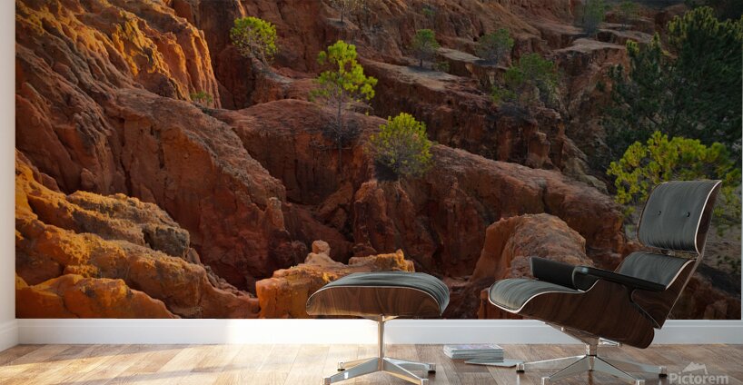 Little Pine Trees Growing on the Valley Cliffs Wall Murals