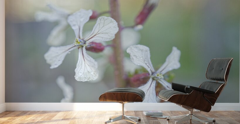 Arugula Flower Duo with Raindrops Wall Murals