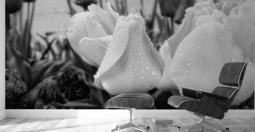 DSC 7270 1 Wall Murals