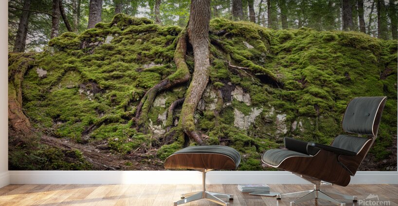 Giant Tree Roots Among the Moss Wall Murals