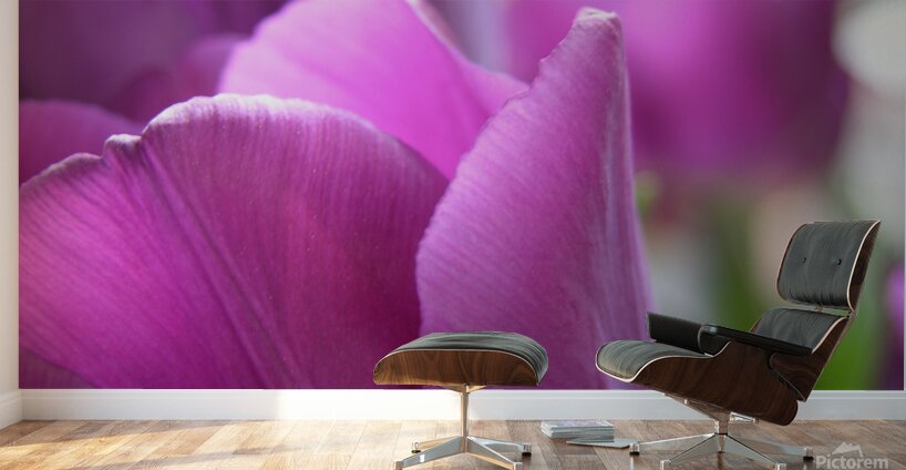 Purple Tulips Wall Murals