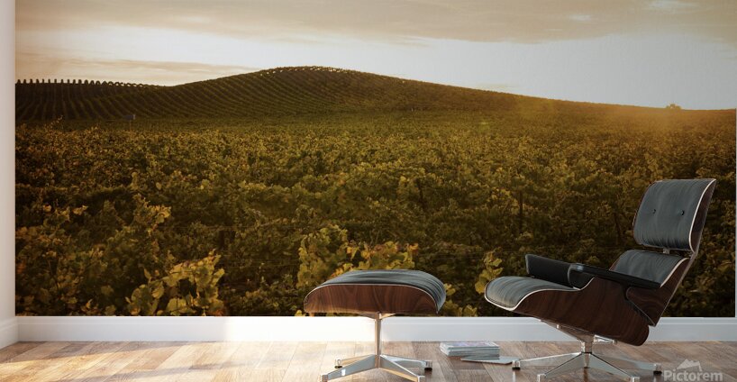 Olivier St-onge 3 Wall Murals