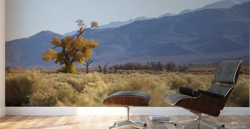 Olivier St-onge 8 Wall Murals