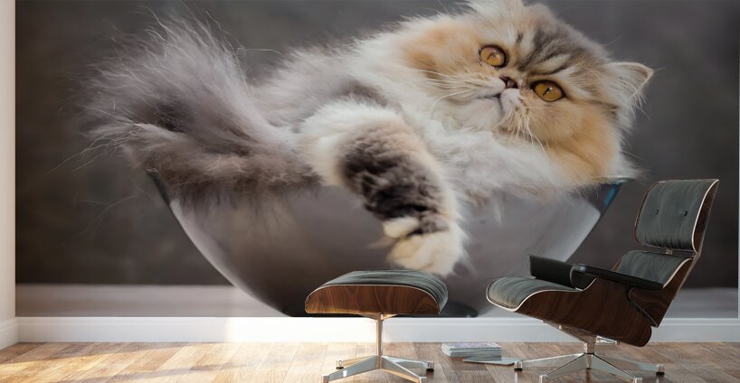 Just Getting Comfy Wall Murals