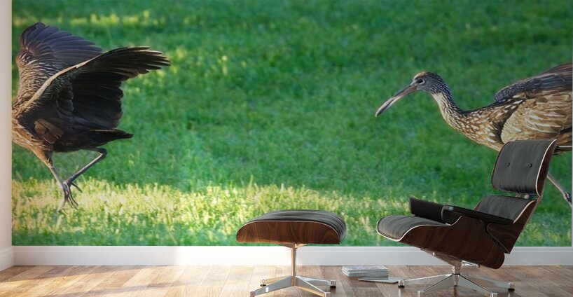 IMG 2112Limpkins Wall Murals