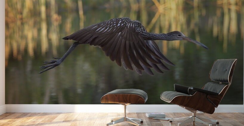 IMG 2120FlyingLimpkin Wall Murals