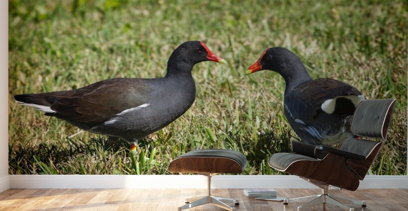 IMG 2263Moorhen Wall Murals