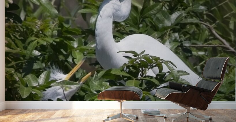 IMG 2453WhiteHeronAndChicks24x30 Wall Murals