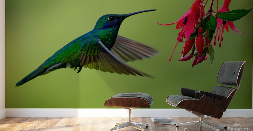 Oiseaux dEquateur 11 Wall Murals