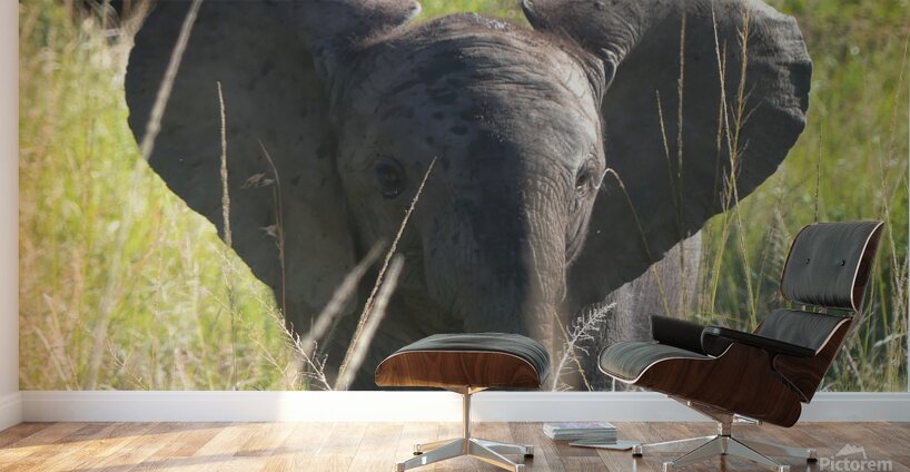 P1000407 copy Wall Murals