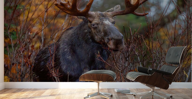 Bull Moose in Fall Colors Wall Murals