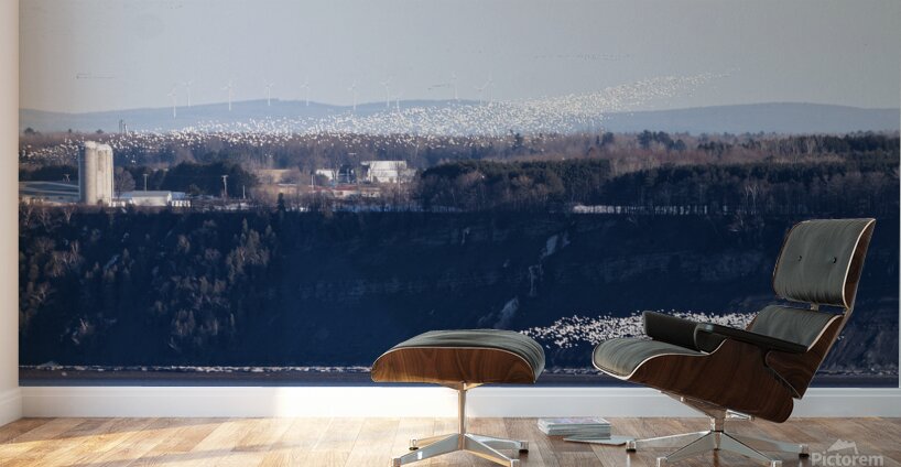 Oies blanches 1 Wall Murals