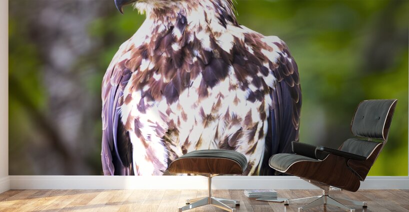 Alaska Juvenile Eagle Wall Murals