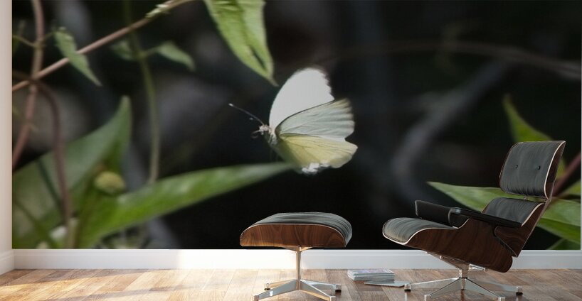 IMG 2899ButterFly Wall Murals