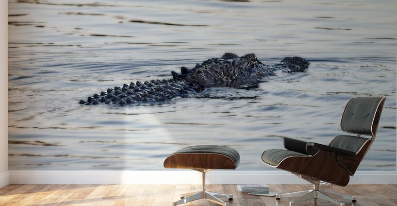 IMG 2945Gator Wall Murals