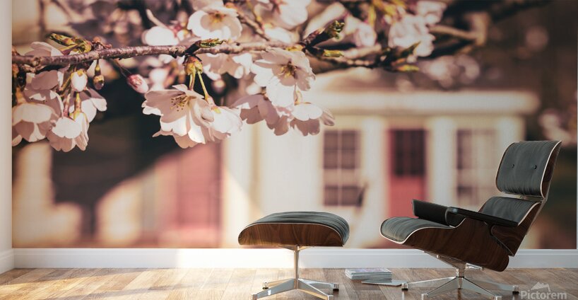 Early Spring Cherry Blossom and Red Door Wall Murals