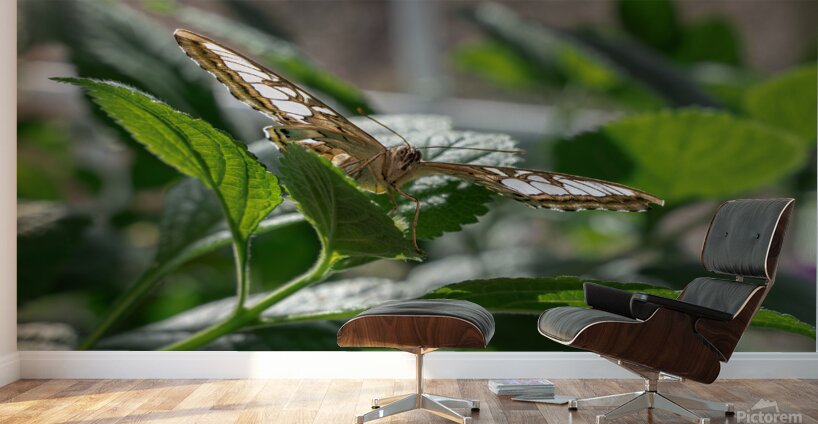 Check Out My Wings Wall Murals