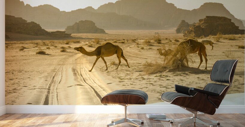 wandering camels background Wall Murals