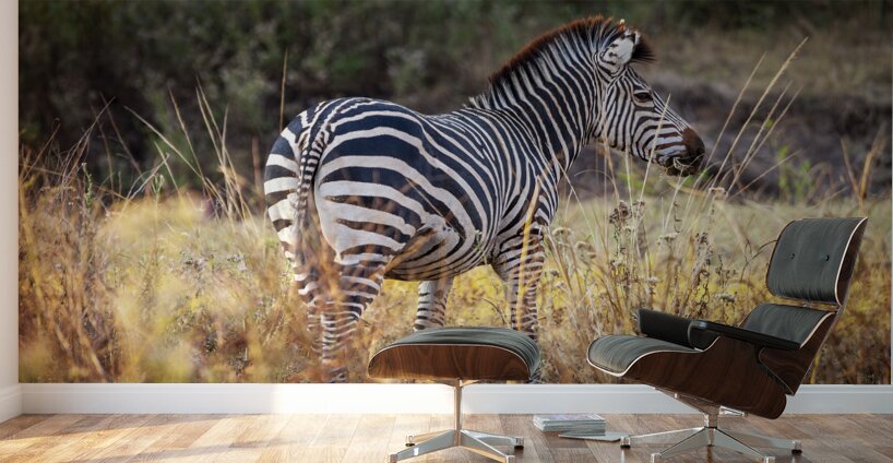 African zebra in the tall grass  Wall Murals
