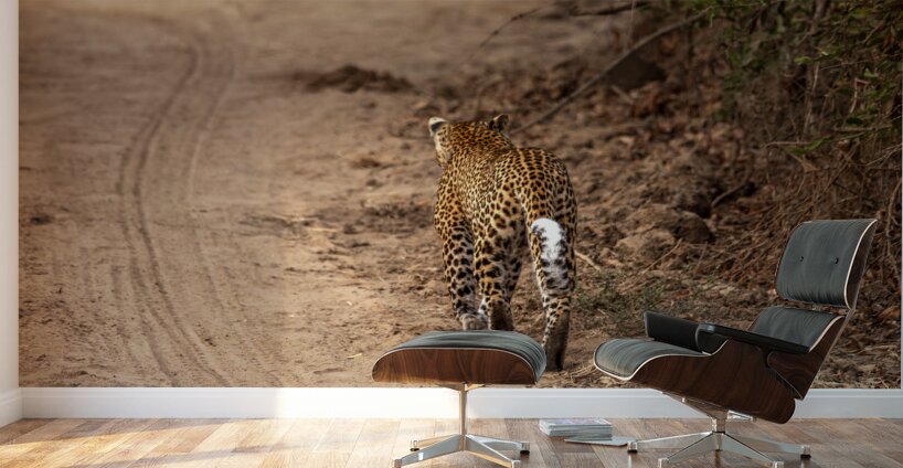 leopard walks in the savannah Wall Murals