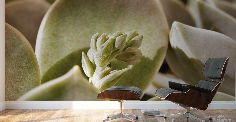 Plant of mother of pearl with flowers Wall Murals