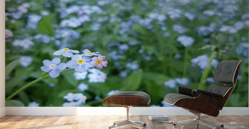 Forget Me Nots Wall Murals