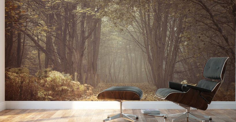 Forest Walkway Wall Murals