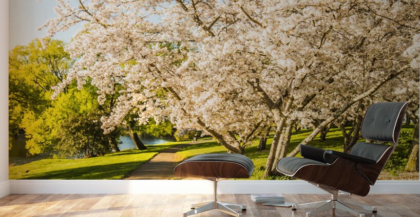 Cherry blossom lane Wall Murals