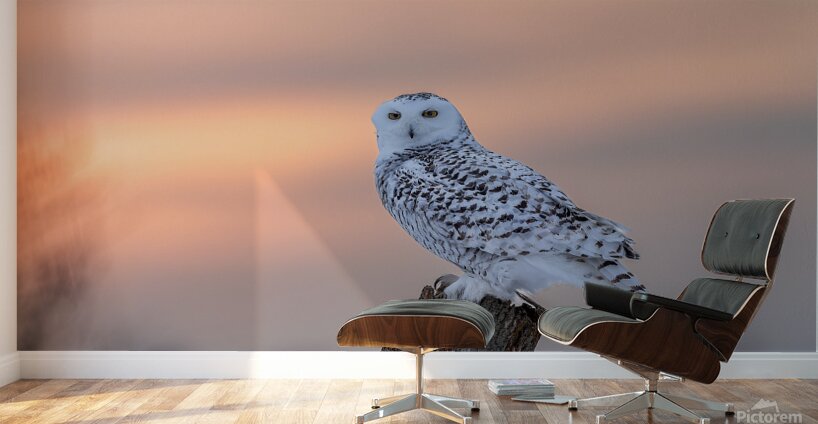 2B2A9584 Wall Murals