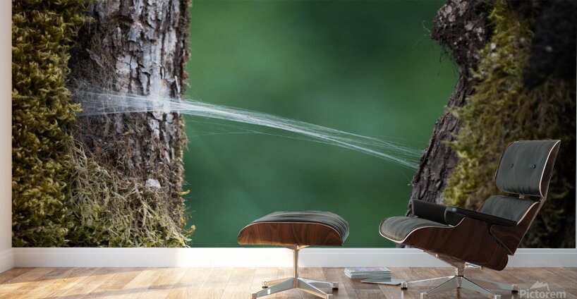 Spider Wed Wall Murals