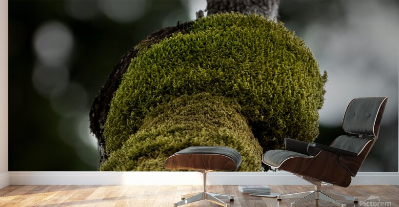 Tree Moss Wall Murals