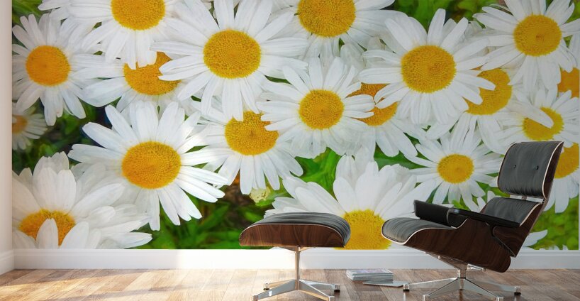 Shasta Daisies to Cheer You Up Wall Murals
