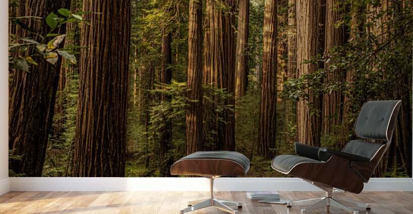 Dark Forest Wall Murals