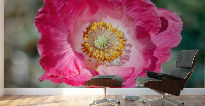 Solitary Beauty: Single Poppy Studies Wall Murals
