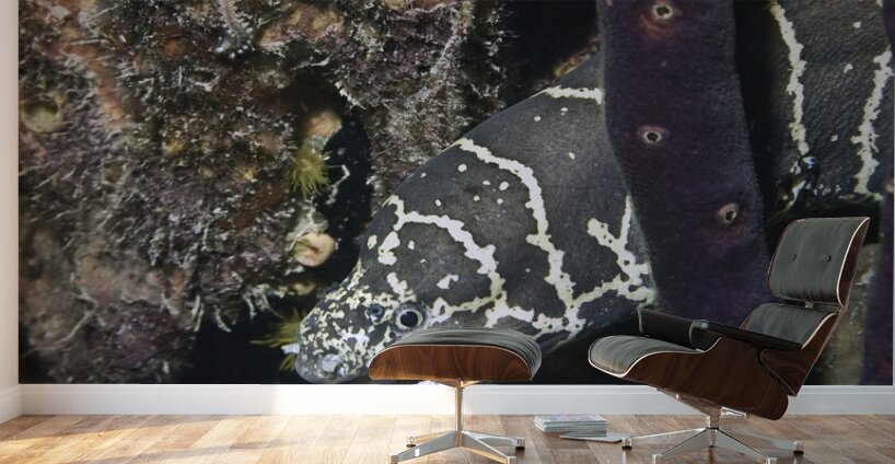 Protective Wall Murals