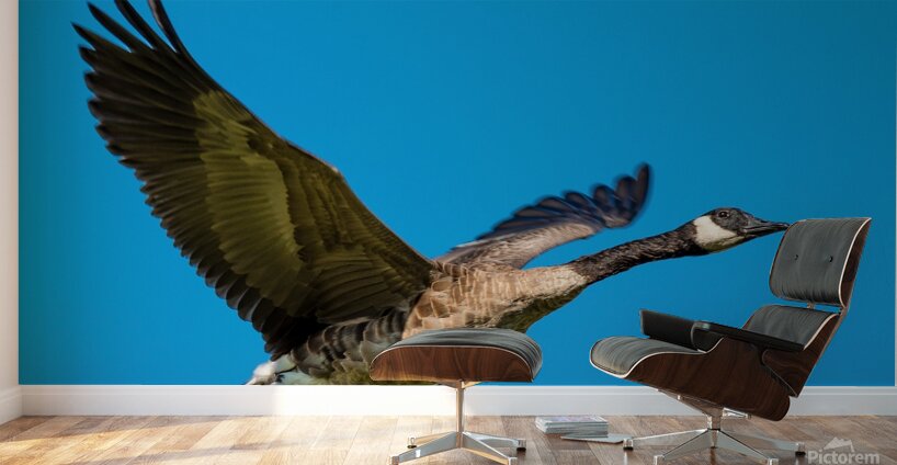 Canadian goose in flight Wall Murals