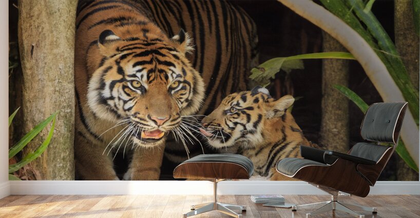 Tigers Wall Murals
