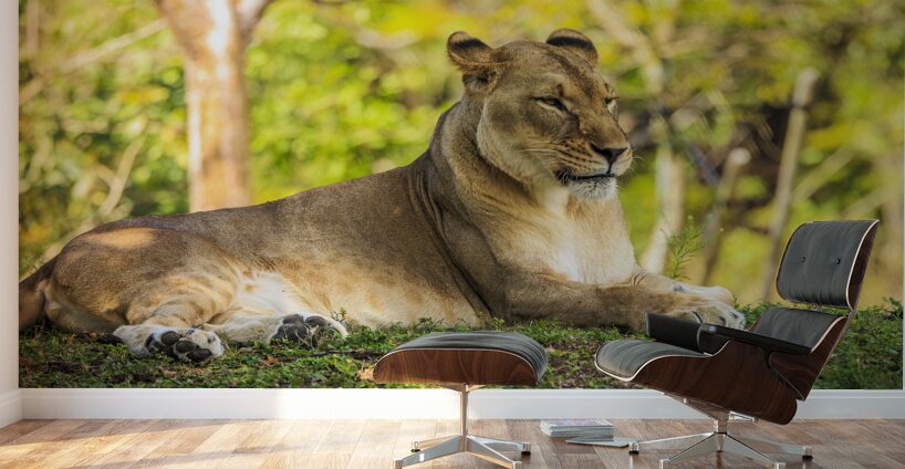 Lioness Wall Murals
