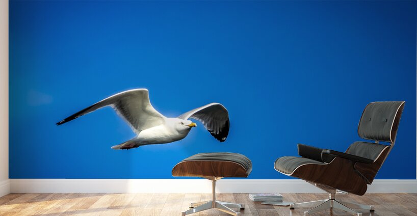 Store Alaska5L3A7673 Wall Murals