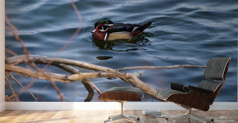 Wood Duck Wall Murals