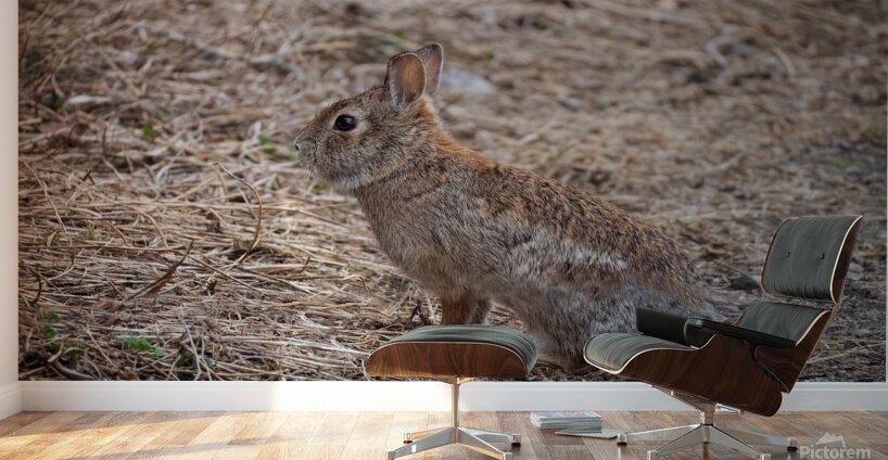 Rabbit Wall Murals