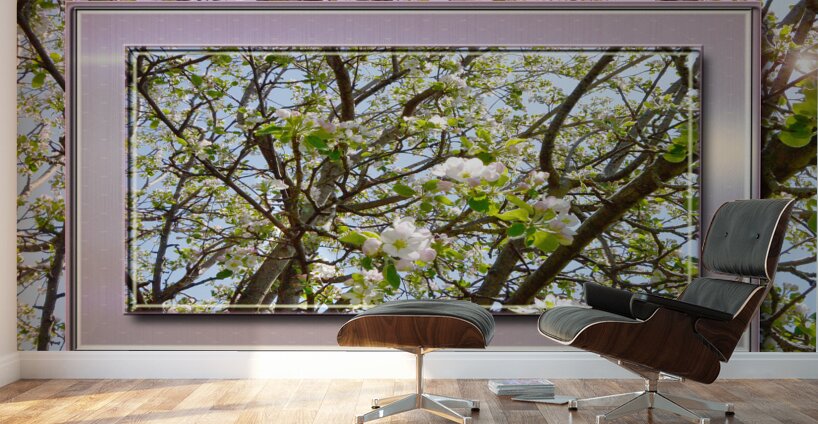 Apple Blossoms Version 3  Wall Murals