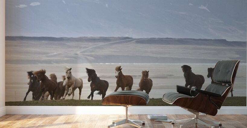 Herd of Icelandic Horses running free Skagafjordur Iceland 168756 Wall Murals