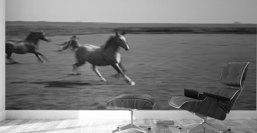 2 Arabian horses running on grassland Stelle Illinois USA 240617 Wall Murals